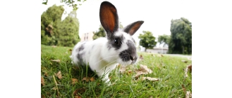 Królik i świnka morska – czy można je bezpiecznie wypuścić do ogrodu?